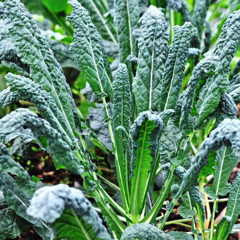 200 Seeds Lacinato Kale Black Tuscan Dinosaur Kale, Non-GMO Free Shipping