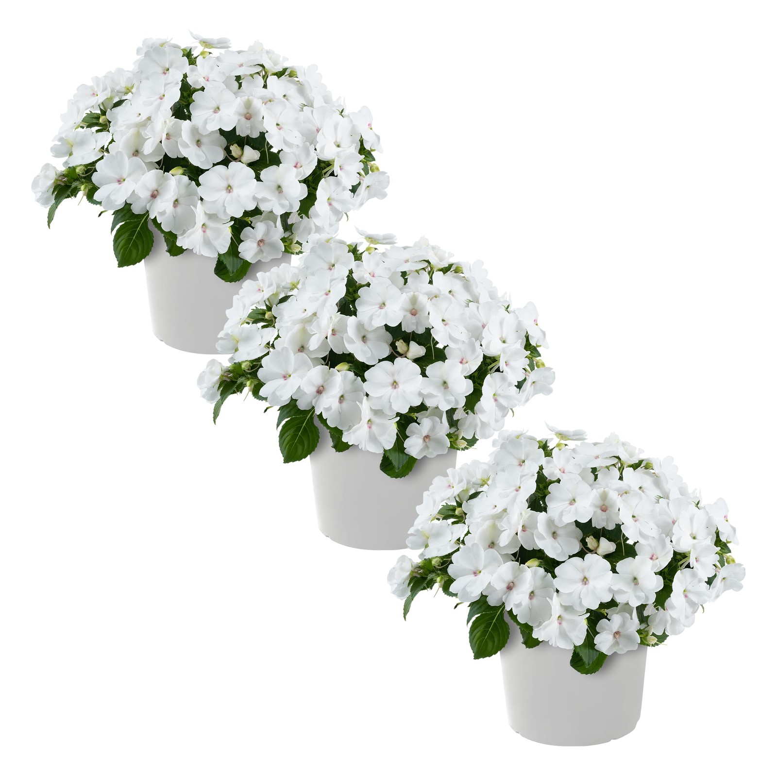Live Flowering New Guinea Impatiens – White (3 Plants Per Pack) – Beautiful S…