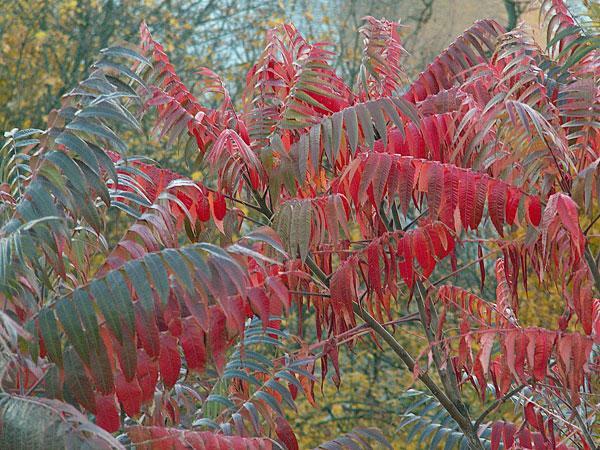 Rhus typhina | Staghorn Sumac | Velvet Sumac ‘Tiger Eyes’ | 10 Seeds
