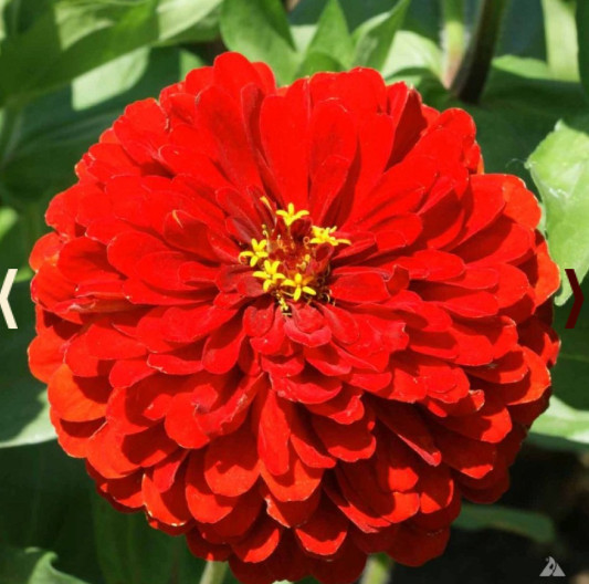Landscaper’s Pack Zinnia Cosmos Sunflower SUNSET BLOOM MIX Non-GMO 600 Seeds
