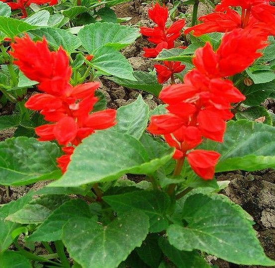 400 Seeds, Scarlet Sage Seeds B109, Salvia Coccinea Seeds Flower Seeds