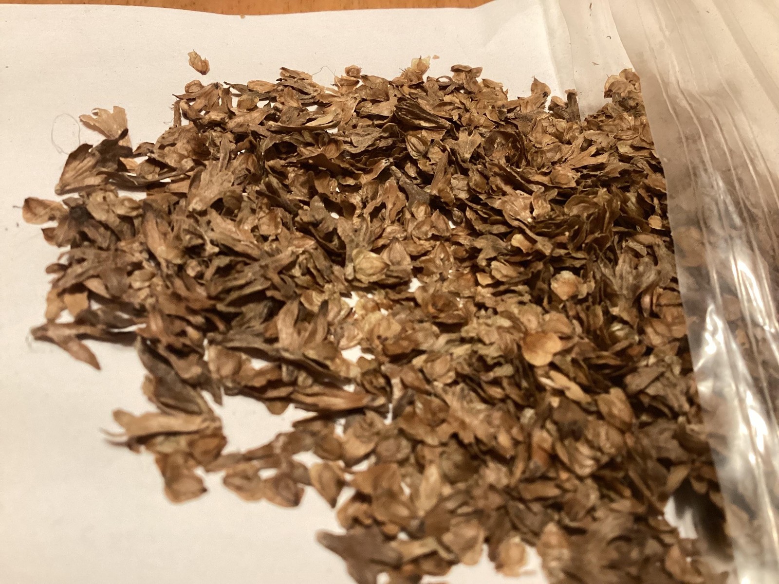 Yellow Birch Seeds Betula Alleghaniensis Tree Seeds Seed Pretreatment Grow Guide