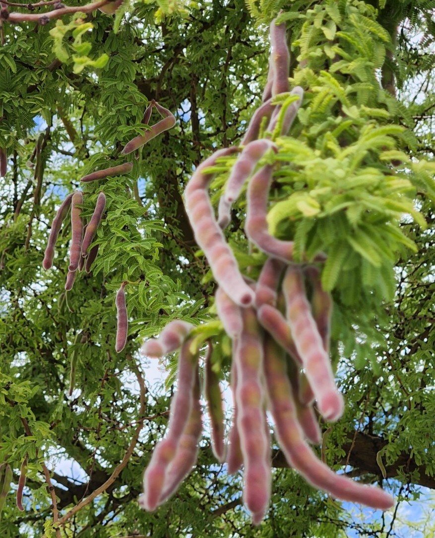 Twisted Acacia Huisachillo Tree Seeds, Acacia Schaffneri (20 Seeds) Rare Item