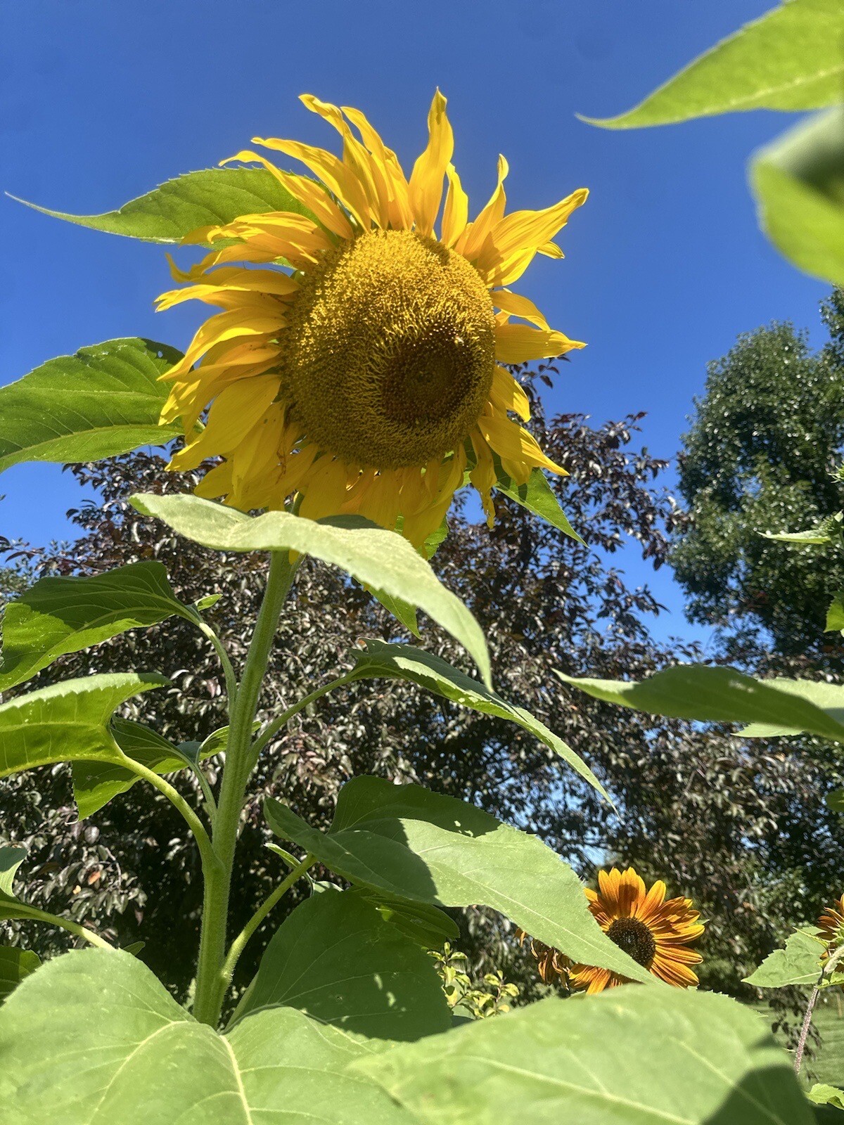 Mammoth Grey Stripe Sunflower Seeds -Non-GMO – High Germination Rate.