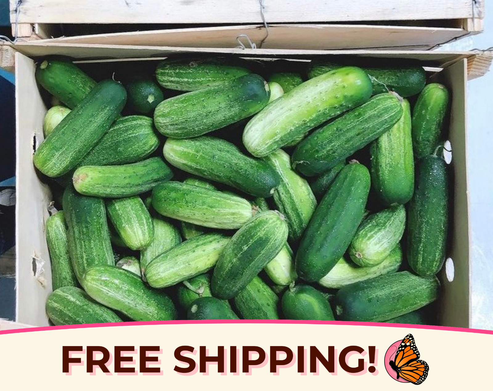250+ Cucumber Seeds ‘Boston Pickling’ | Heirloom, Non-GMO, Vegetable Gardening