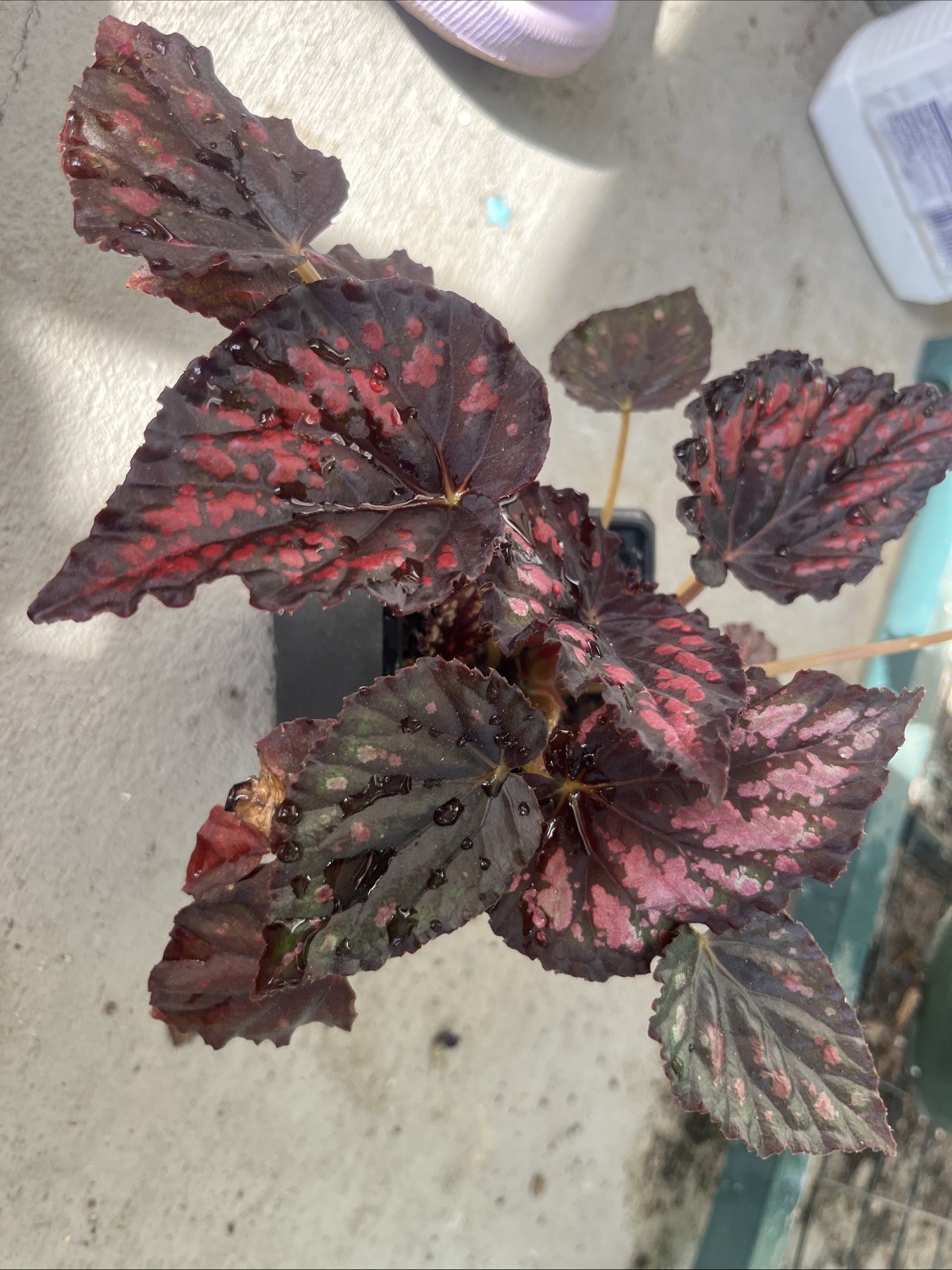Rex Begonia’Spirit of Madagascar’-3 In Pot