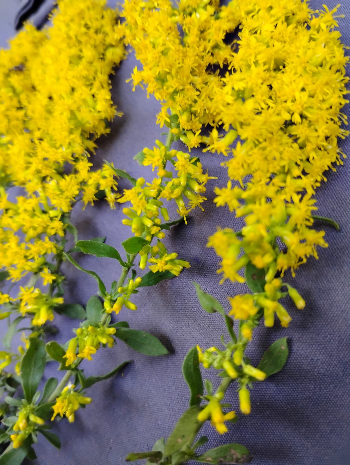 BUY 1- 1 FREE GOLDENROD GREAT FALL COLOR! VERY EASY PERENNIAL RECOMMEND!!