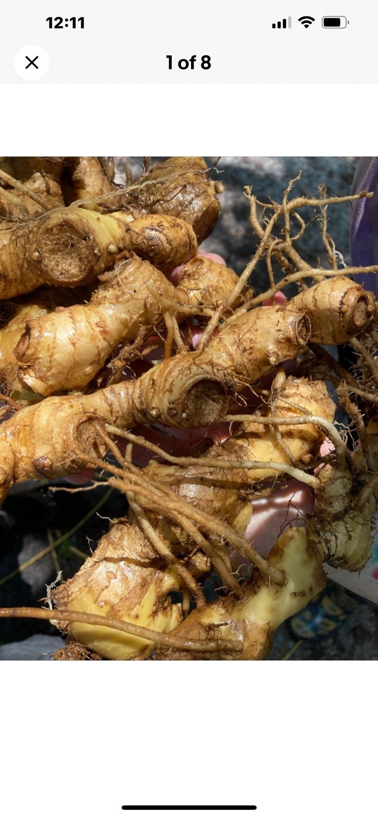2 Shampoo Ginger Rhizomes, Zingiber Zerumbet, Awapuhi Plant grown in Hawaii