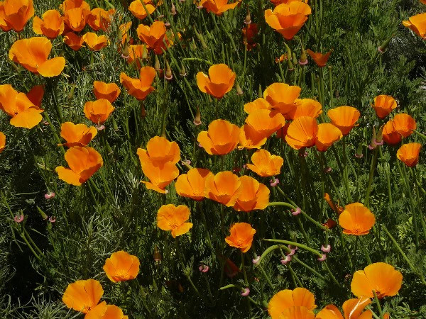 Eschscholzia californica | Californa Poppy | Cup of Gold | 200 Seeds