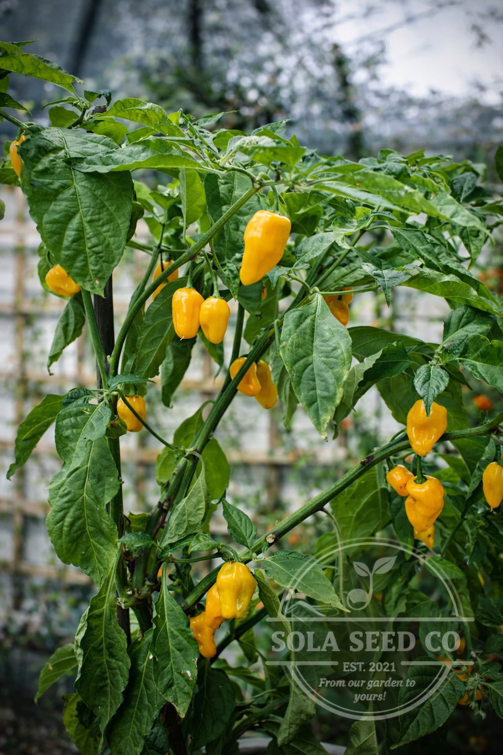 10 Trinidad Perfume Pepper Seeds Rare Caribbean Seasoning Pepper Yellow