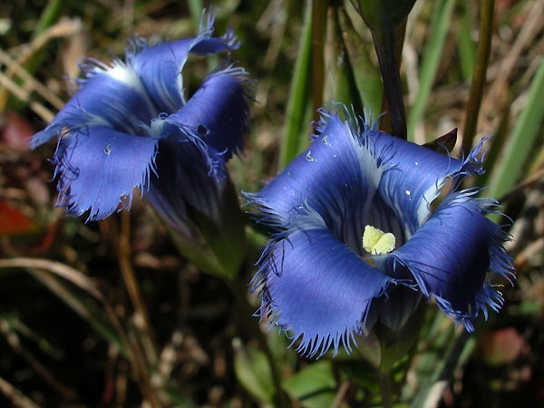 30+ FRINGED DARK BLUE GENTIAN FLOWER SEEDS / GENTIANOPSIS CRINITA / PERENNIAL