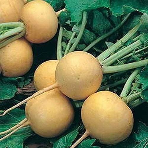 Golden Ball Turnip Seeds (25+ Seeds)