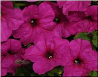 Petunia Easy Wave Neon Rose 100 seeds