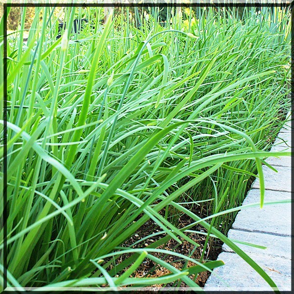 20 Organics Garlic Chives Live Plant Bare Roots Hardy Perennial Herb in USA