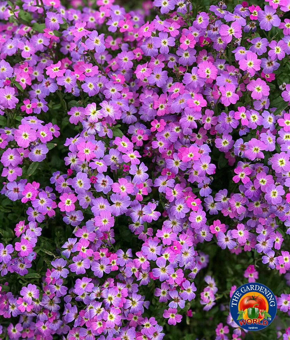 5000 VIRGINIA STOCK Flower Seeds MIX Malcolmia Maritima Fragrant