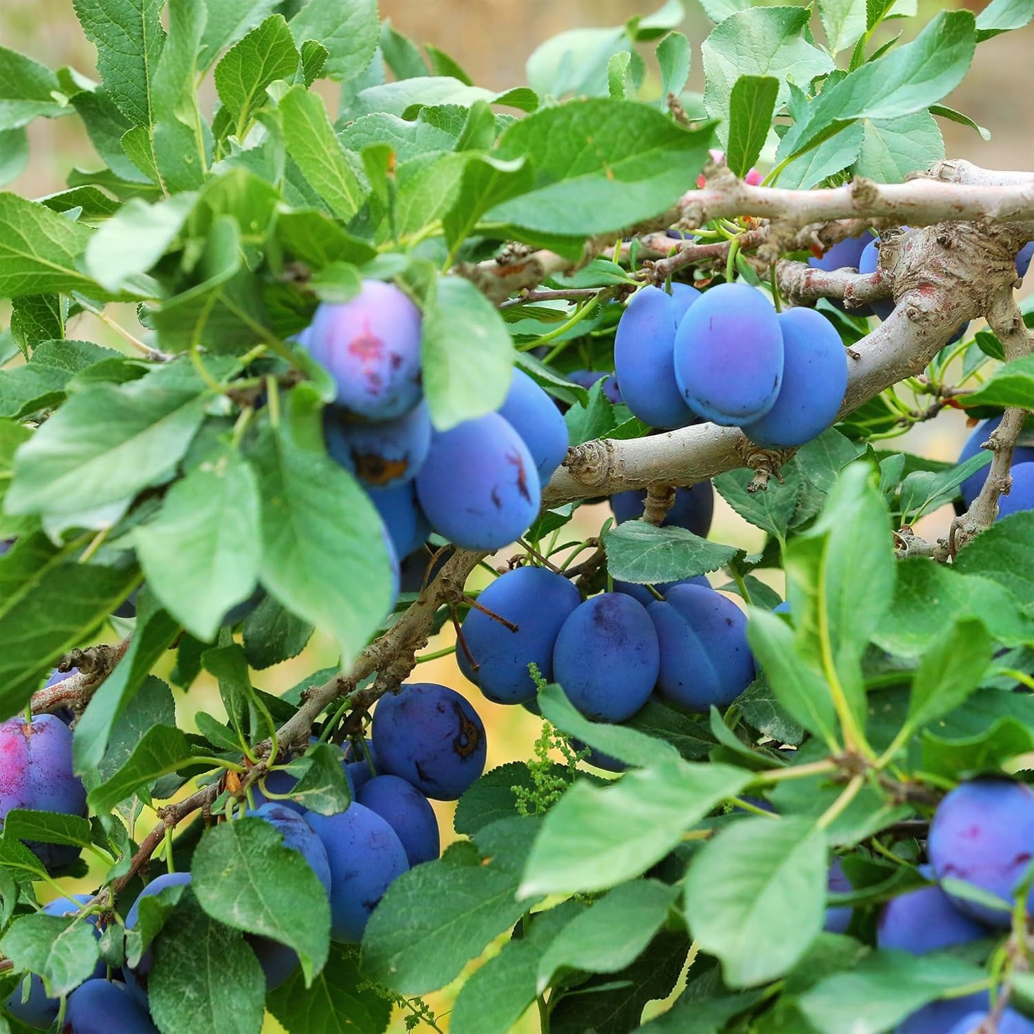 Dwarf Prune Prunus Seeds for Planting Outdoor, 10Pcs Organic Perennial Prune Fru