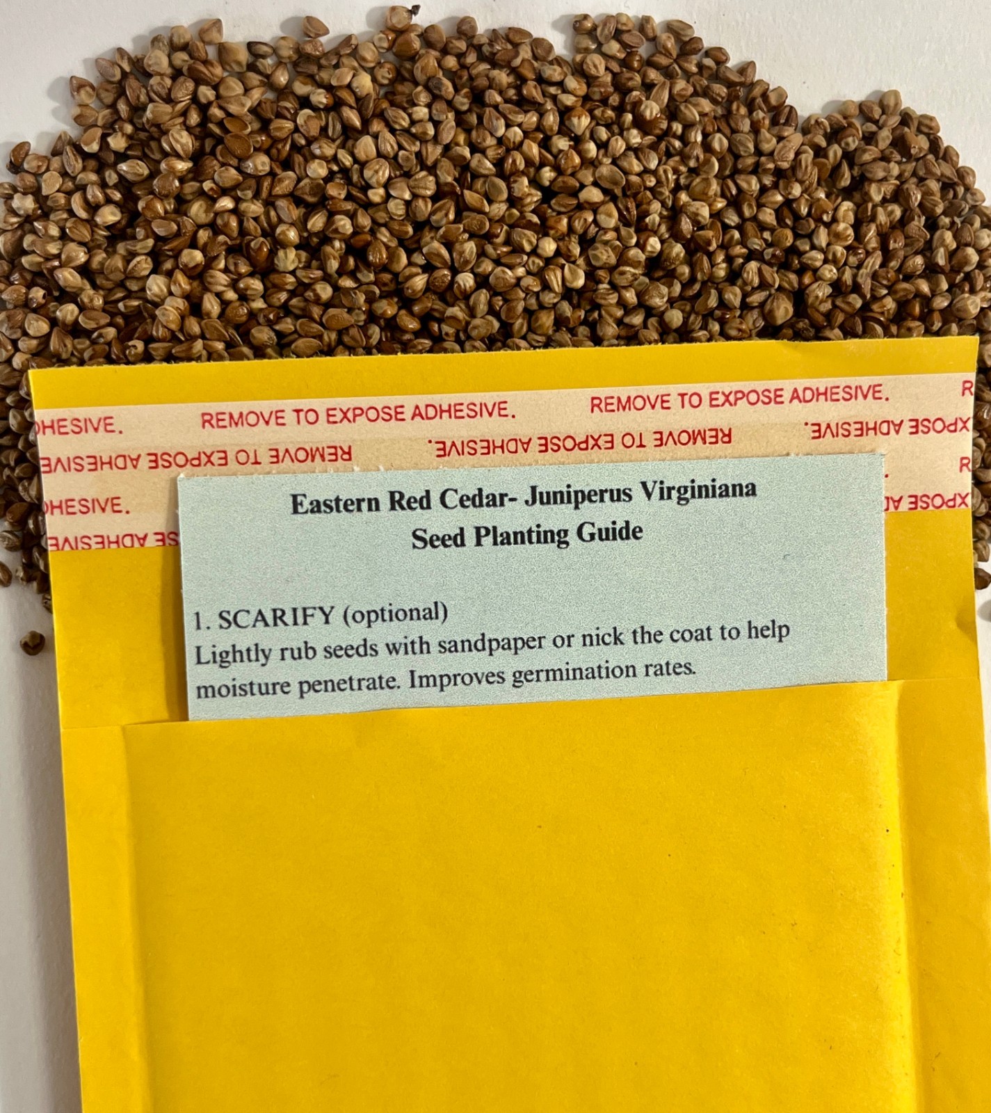 Eastern Red Cedar Tree Seeds (Juniperus Virginiana)