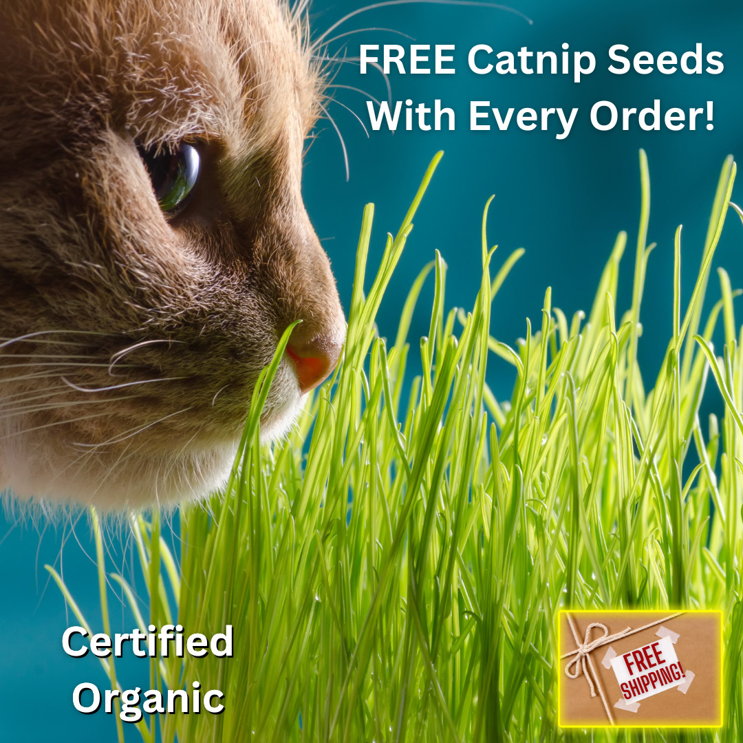 Fresh Cat Grass Seeds | Wheatgrass | Cats | Health | Heirloom Non-GMO | Pets