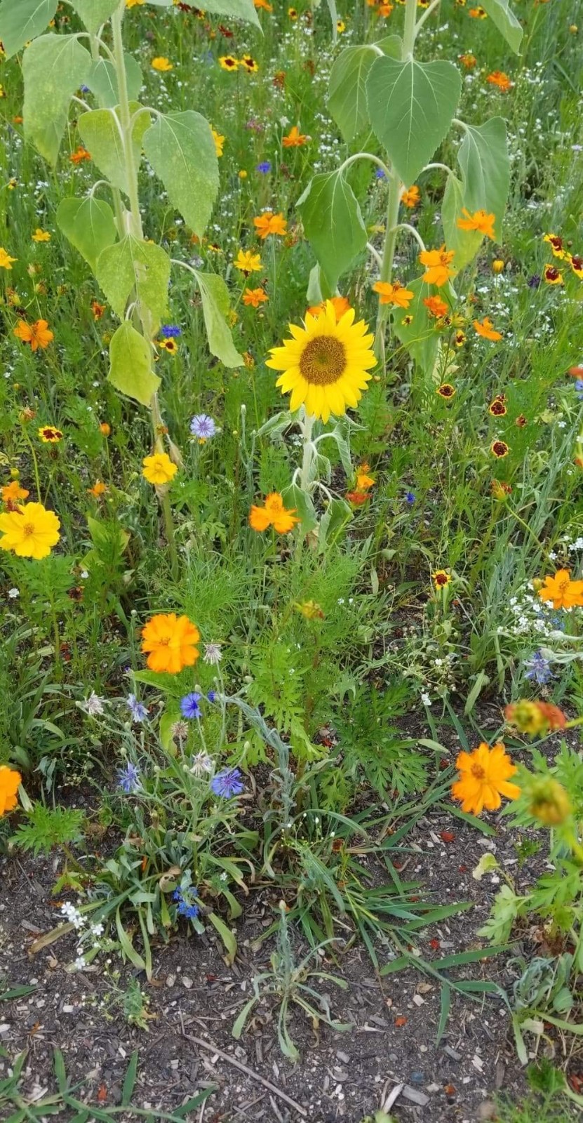 Wildflower Seeds Bulk 4 oz – 63,200+ Seeds, Non-GMO Perennial Mix for Pollina…