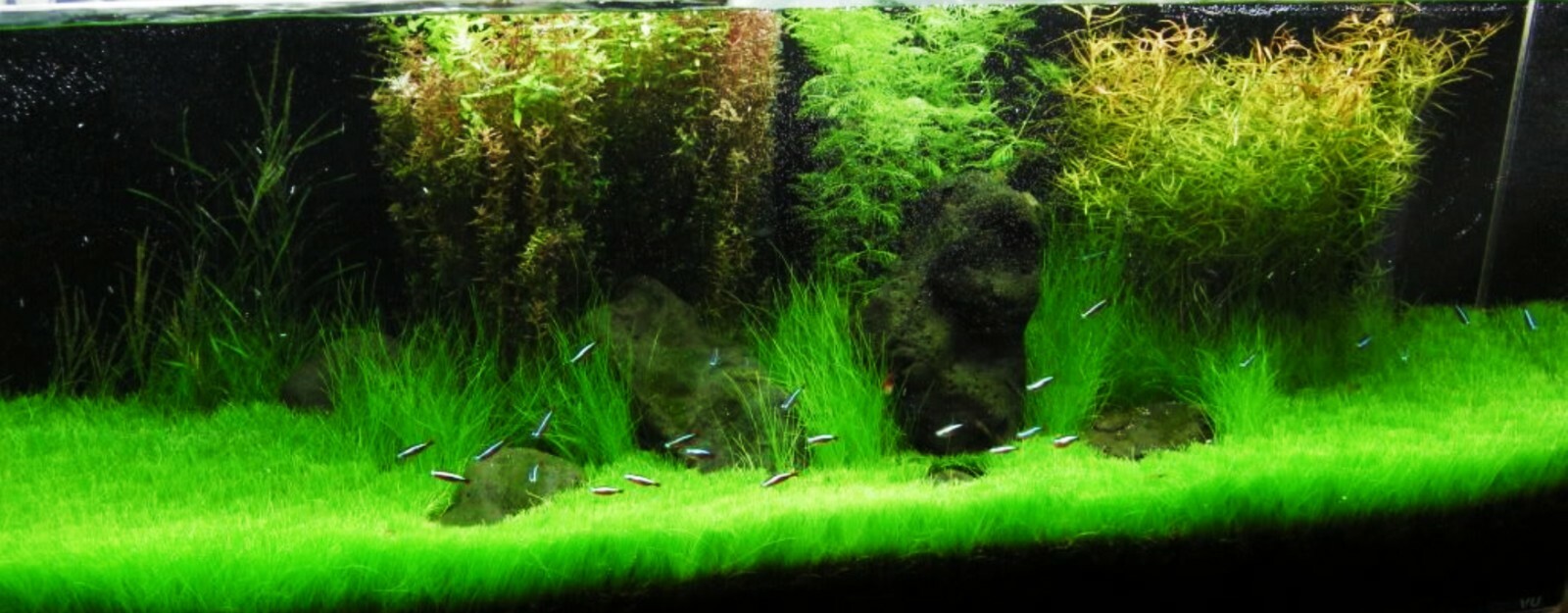 NEW LIVE AQUARIUM PLANT Seeds Fish Tank Water Grass Ground Covering Plants