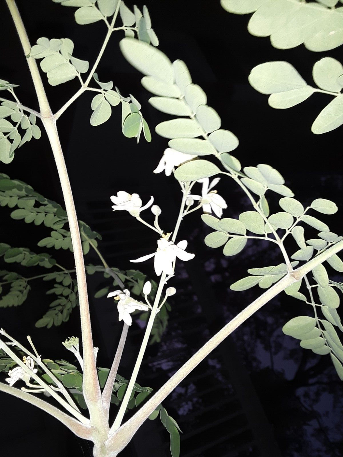15 Organic Moringa Oleifera (Drumstick) Seeds.US grown seeds.