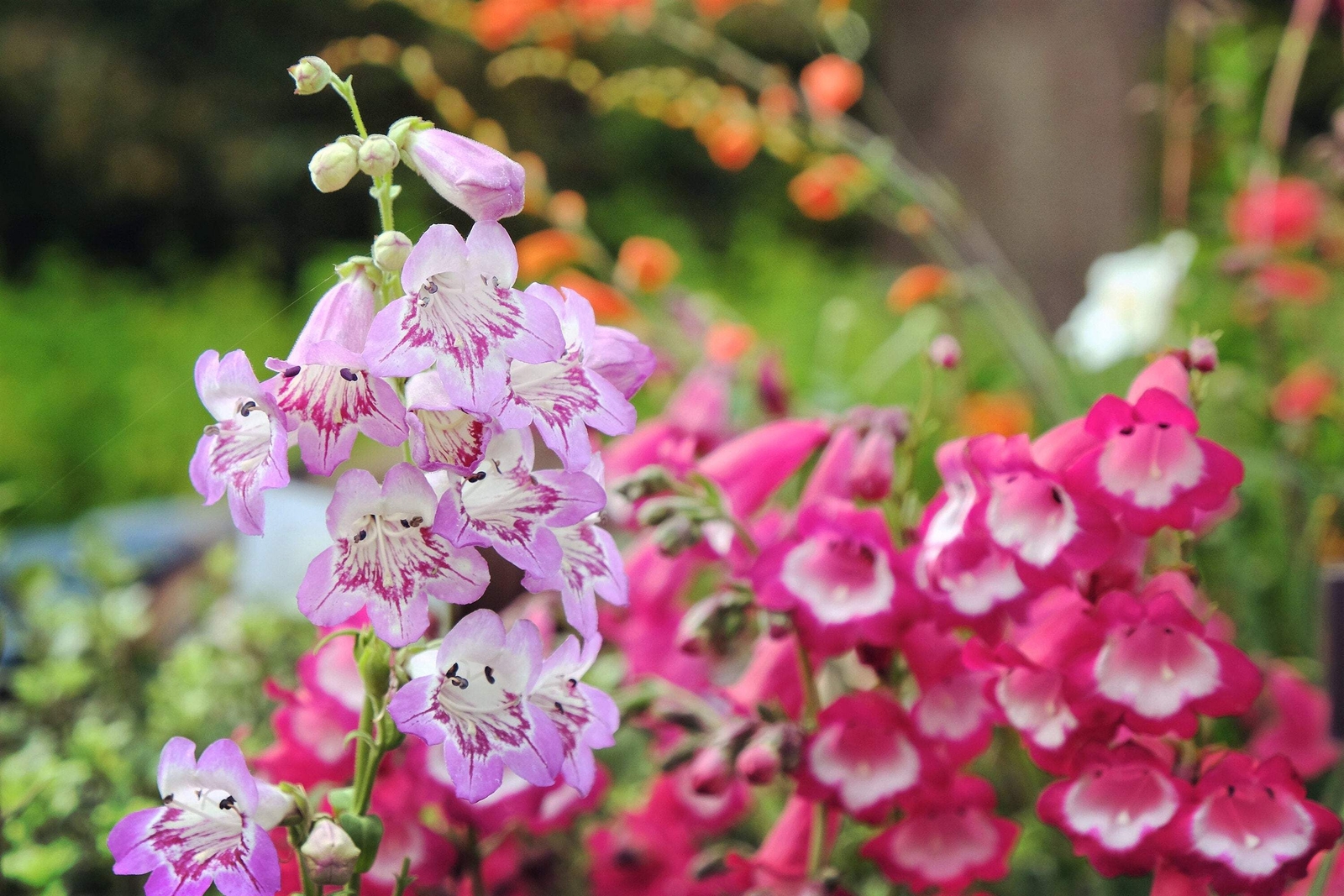 100 SENSATION MIX PENSTEMON Hartwegii Beardtongue Mixed Colors Flower Seeds