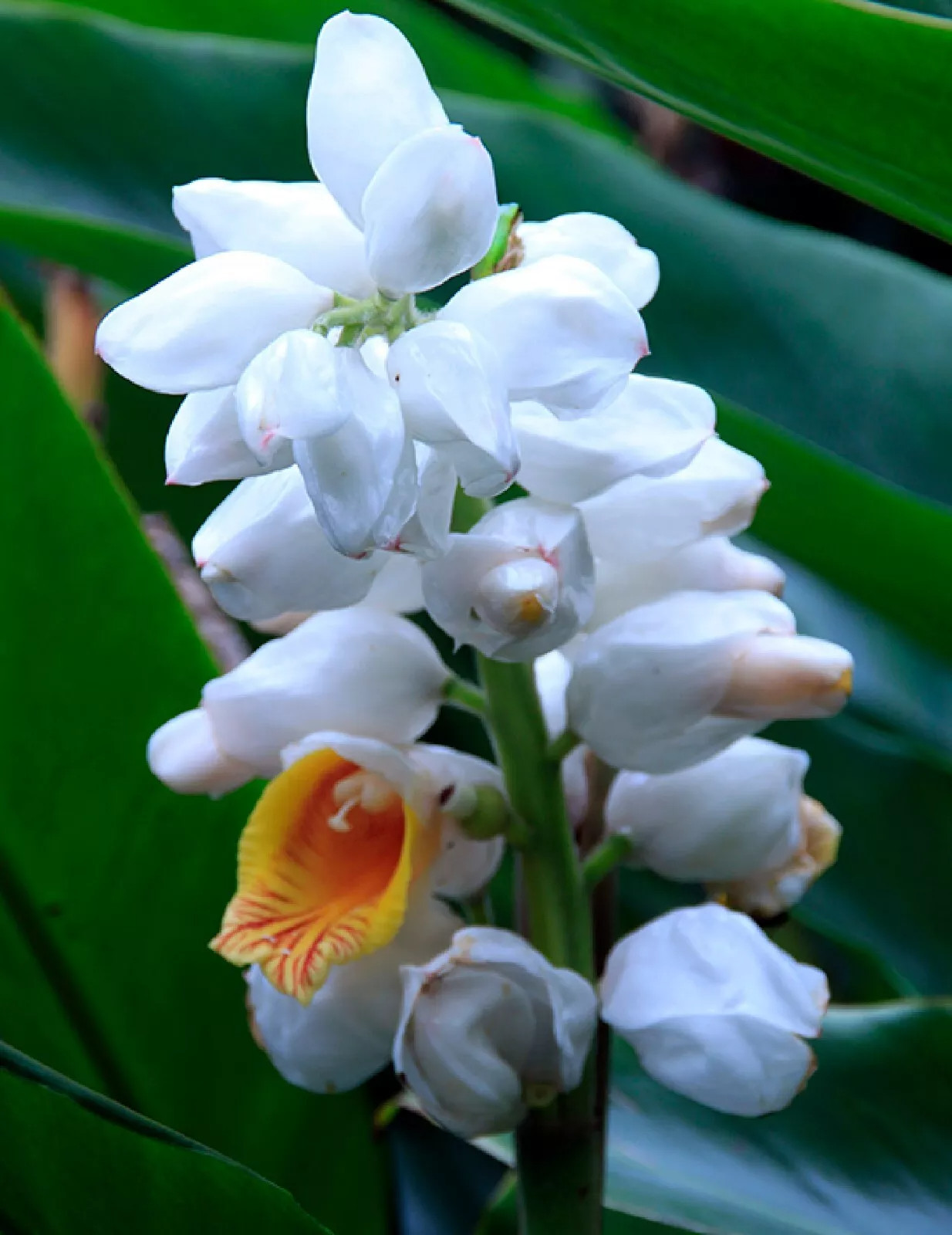 Malacca Ginger {Alpinia malaccensis} Rare Organic 5 SEEDS USA POST