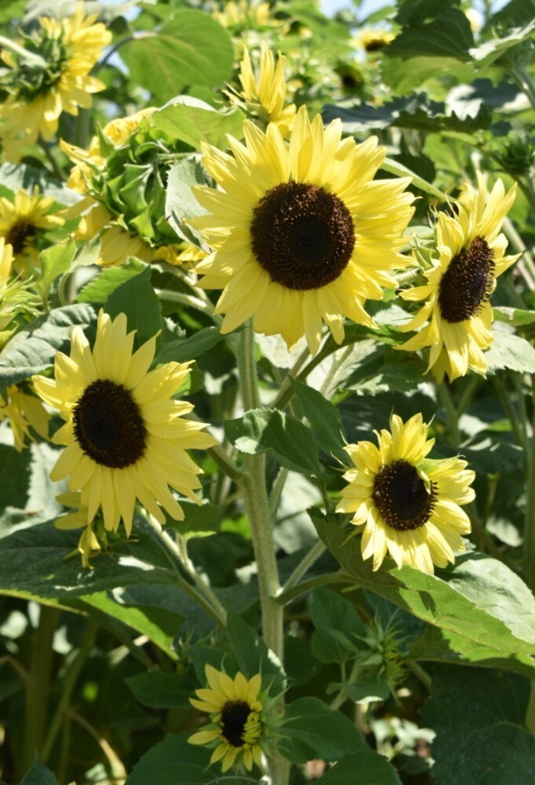 Lemon Queen Sunflower – Pack 25 Seeds – Annual Vibrant Blooms Flower