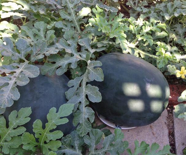 20+Black Diamond Watermelon Seeds Average Fruit WT 30-50lbs USA