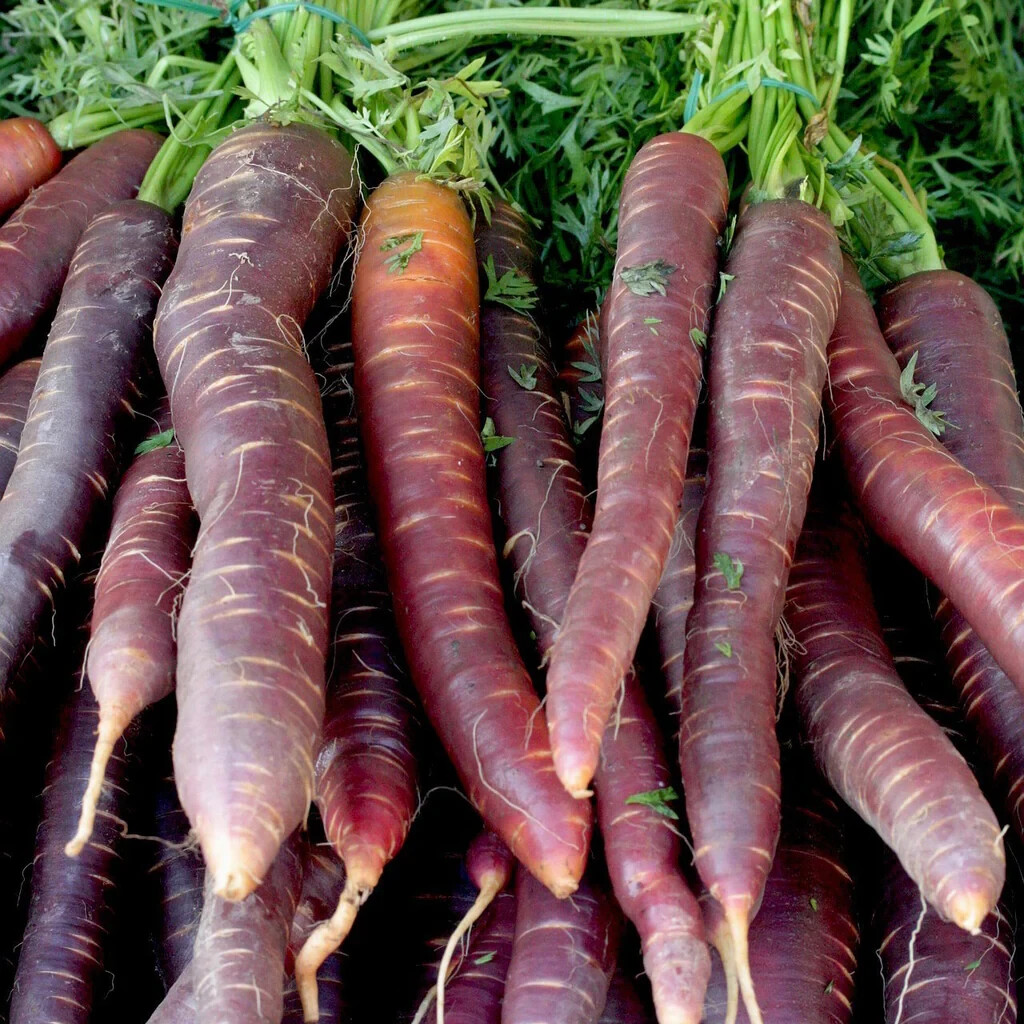 1000+ Cosmic Purple Carrot Seeds for Garden Planting – USA – FREE SHIPPING!