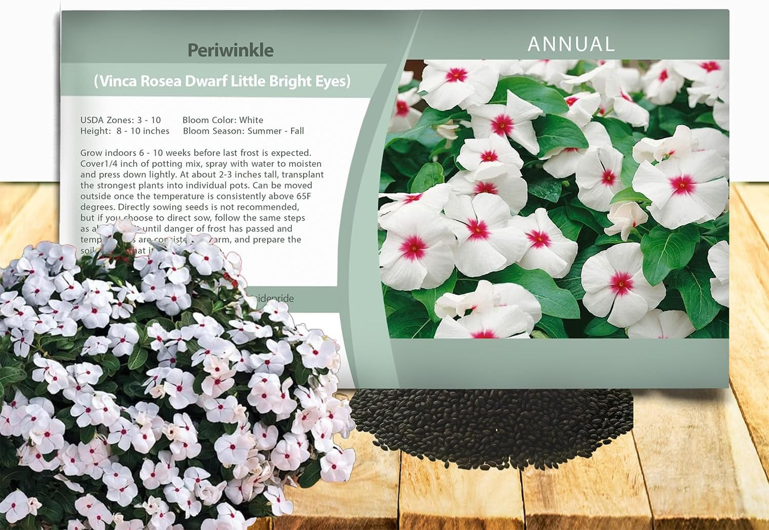 Bright Eyes Periwinkle Seeds for Planting – 2000 Pcs Annual, Fast-Blooming, Heat