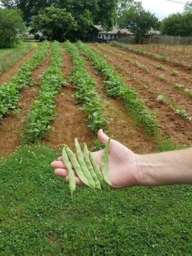 Brown Bunch Bean Seeds
