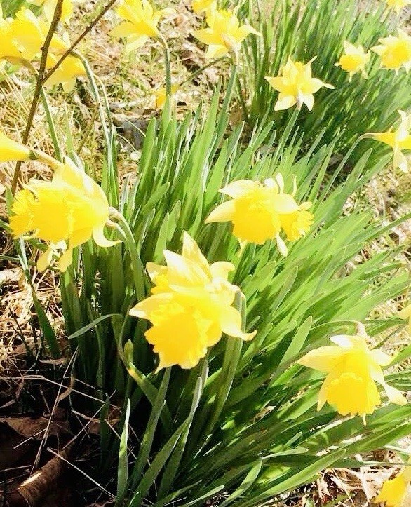 50 Yellow Daffodil Bulbs – Trumpet, Wild, Heirloom, Bulbs Easter Perennial