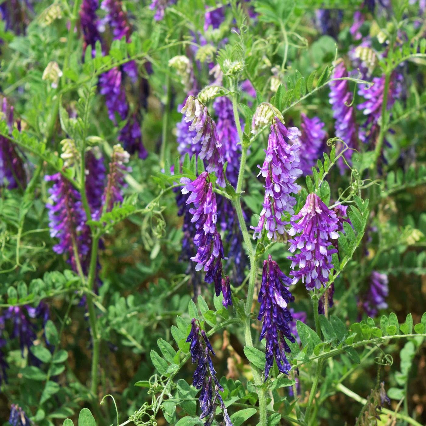 Hairy Vetch Cover Crop Seeds – 10 Lbs Cold Tolerant, Winter Hardy – Ideal for…