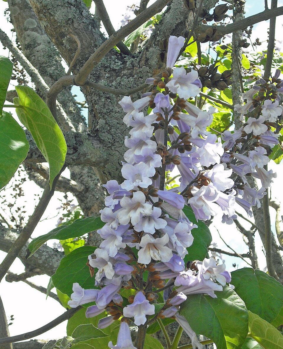 Paulownia elongata | Elongata Princess Tree | 100 Seeds
