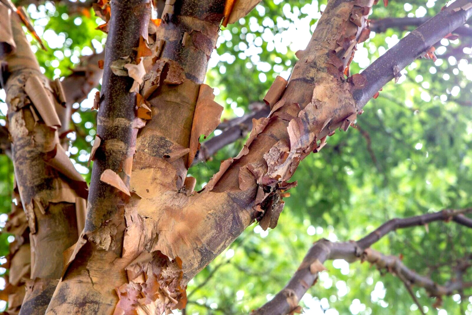20 PAPERBARK MAPLE SEEDS – Acer griseum