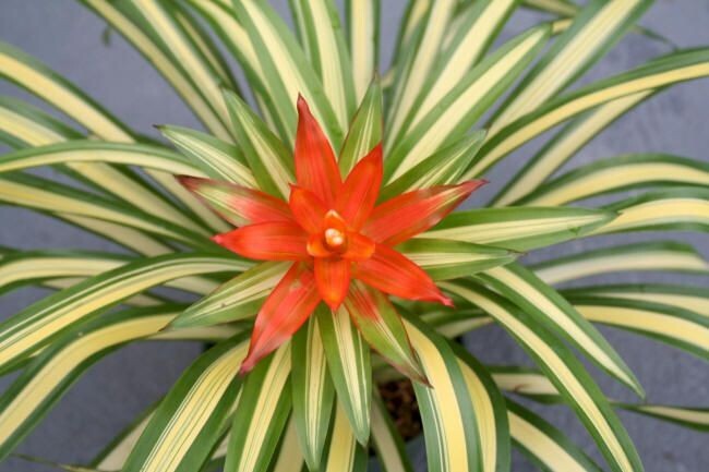 Bromelia – Guzmania Ice Cream 5″ pot – Live plant