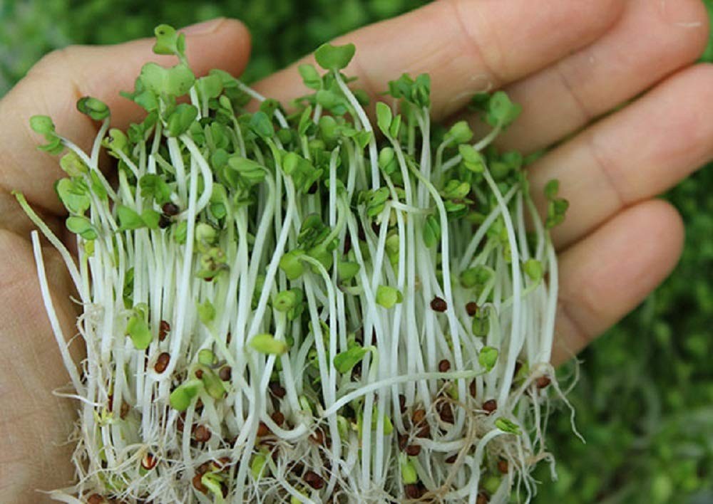 Megan’s Sprouting Mix – Mung Bean, Alfalfa, Broccoli & Radish Seeds, Non-GMO