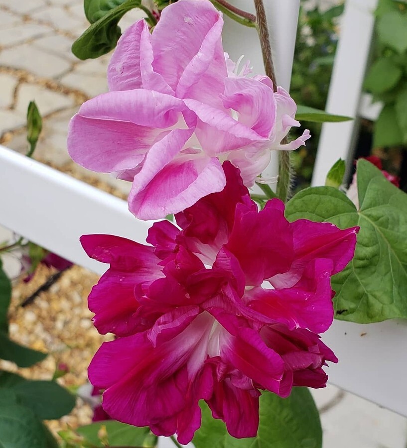 Seeds (10) Pink Magenta Double Ruffled Morning Glory Ipomoea imperialis