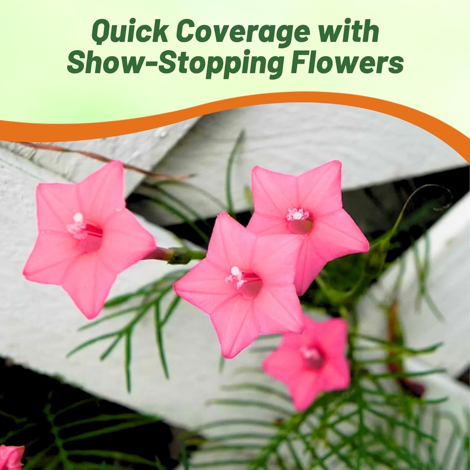100 Seeds Cypress Vine Seed – Ipomoea Pennata Rose Flower Seeds