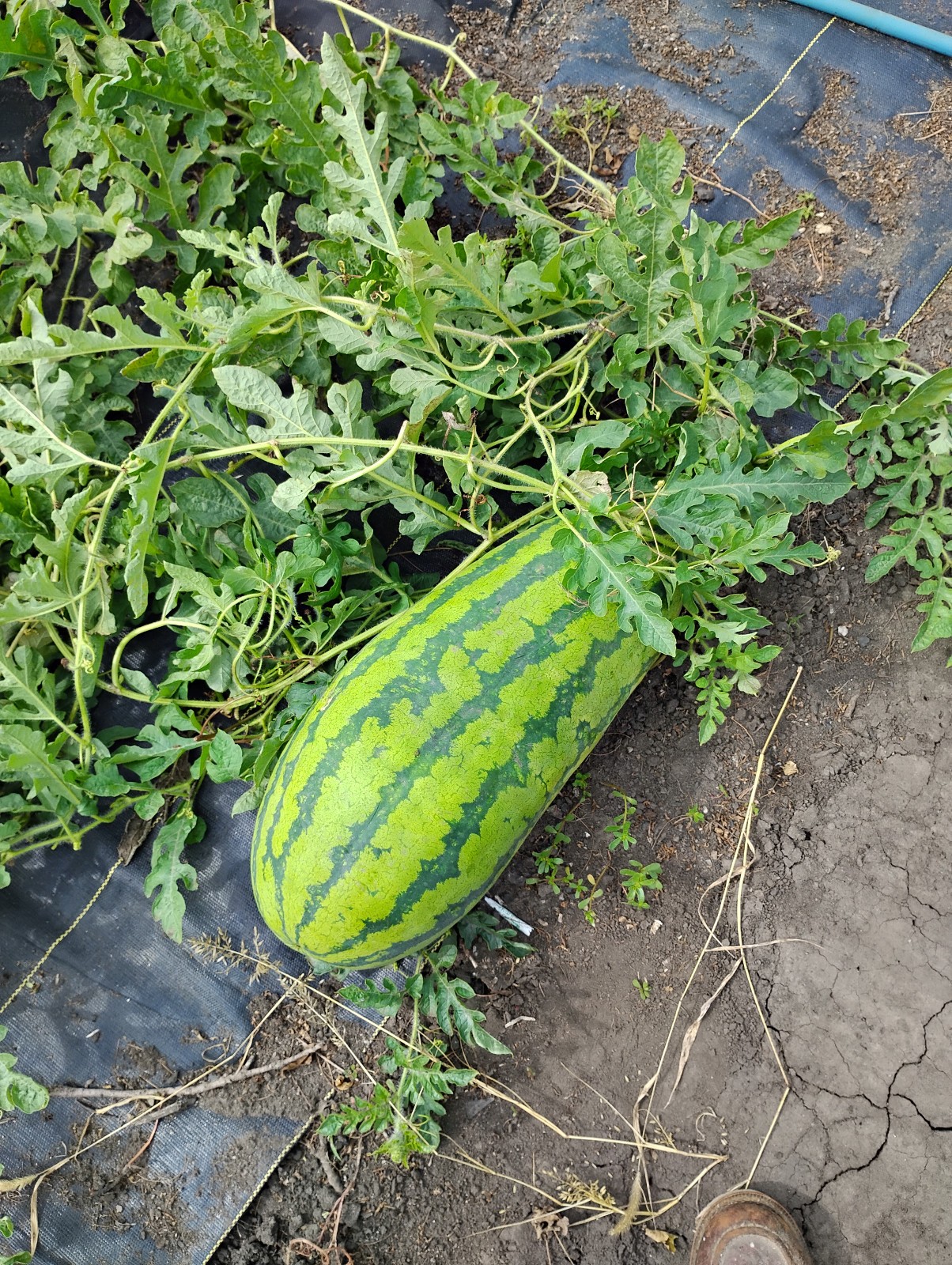 Iowa Grown Organic Striped Watermelon Seeds, NON-GMO, Gumbo Soil Pure 20-35 LBS