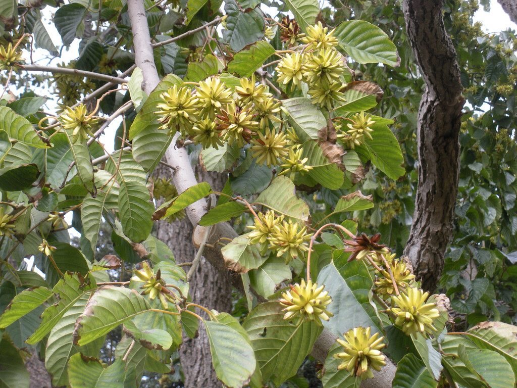 Camptotheca Acuminata 700 Seeds, Medicinal Happy Tree, Cancer Tree Of Life