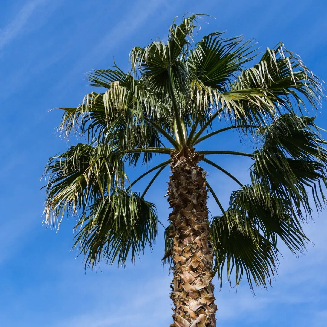 CALIFORNIA DESERT FAN PALM TREE SEEDS (Washingtonia Filifera) Cold Hardy-Zone 8
