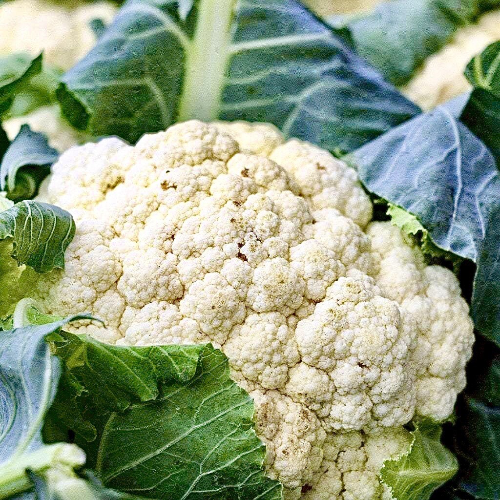 200+ Cauliflower Seeds Snowball Self Blanching Cauliflower/NON-GMO / Organic