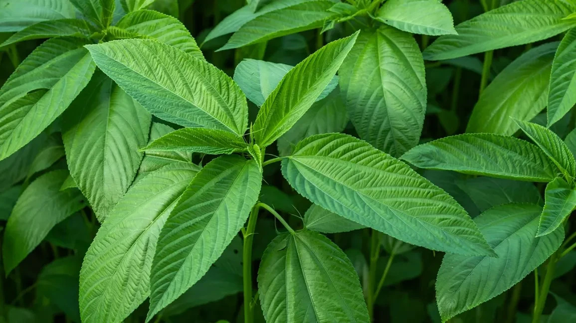 Paat Shak Bangladeshi Jute Seeds ( 10 Grams ), Egyptian Spinach Edible Jute Leaf