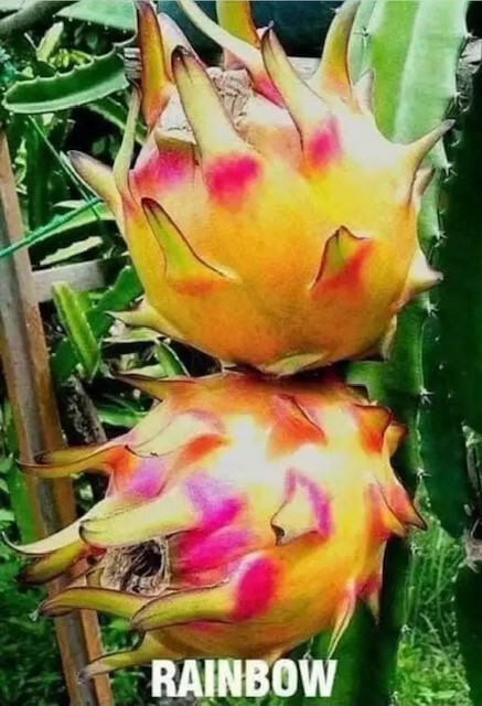 ULTRA RARE Rainbow Dragon Fruit 12″ (1) flesh cutting