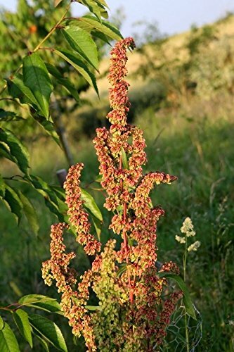 Curly Dock – 100 seeds – fresh this season’s harvest from my garden