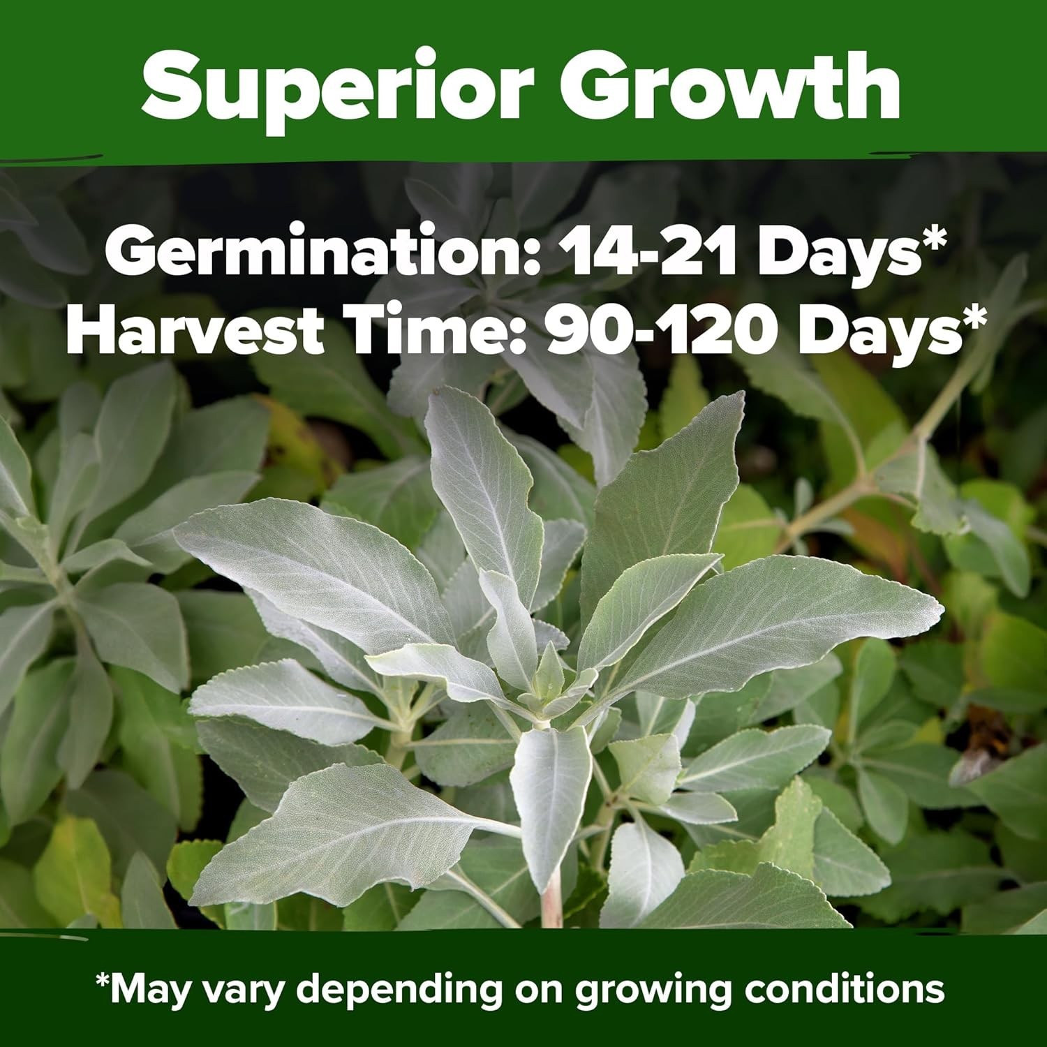 Non-GMO Heirloom White Sage Seeds (323 Pack) – Garden Gift for All Skill Levels