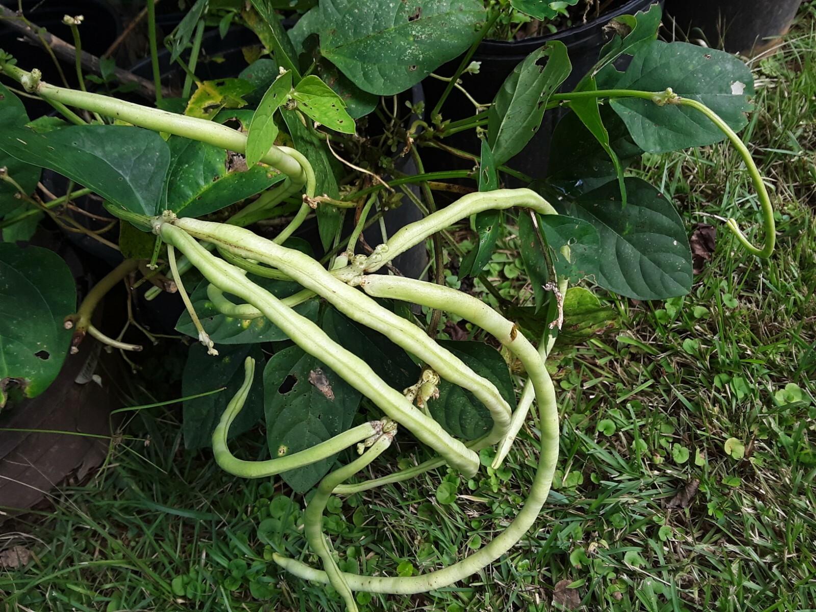 15 Organic Asian Long Bean Seeds (White,Short Variety), Dwarf/Bush Type.