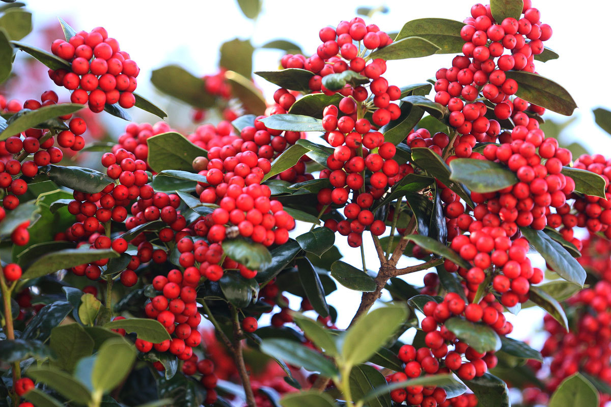Chinese Holly, Ilex cornuta, Shrub Seeds (Showy Evergreen, Topiary, Hedge)